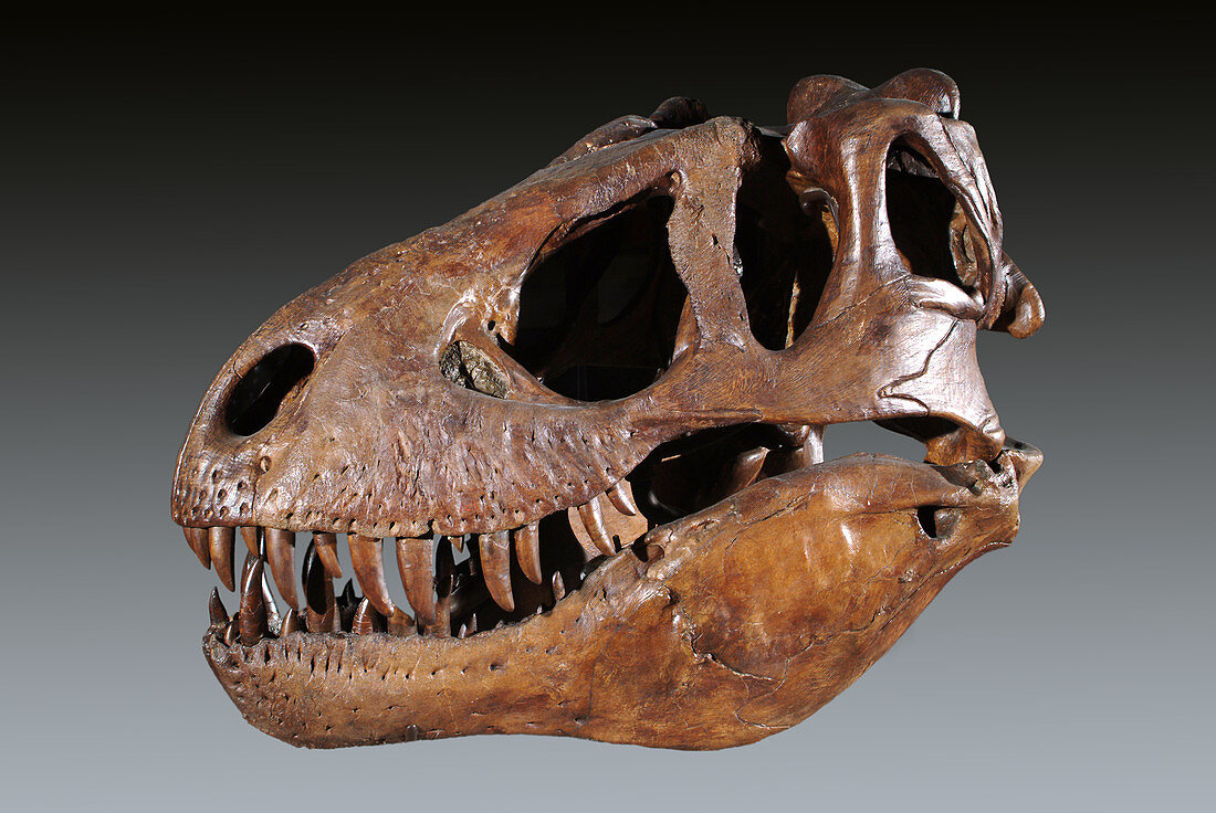 Tyrannosaurus rex Skull