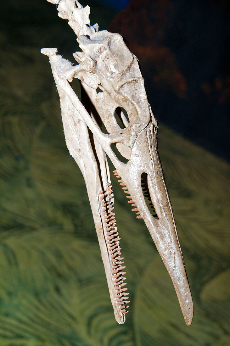 Hesperornis Bird Fossil