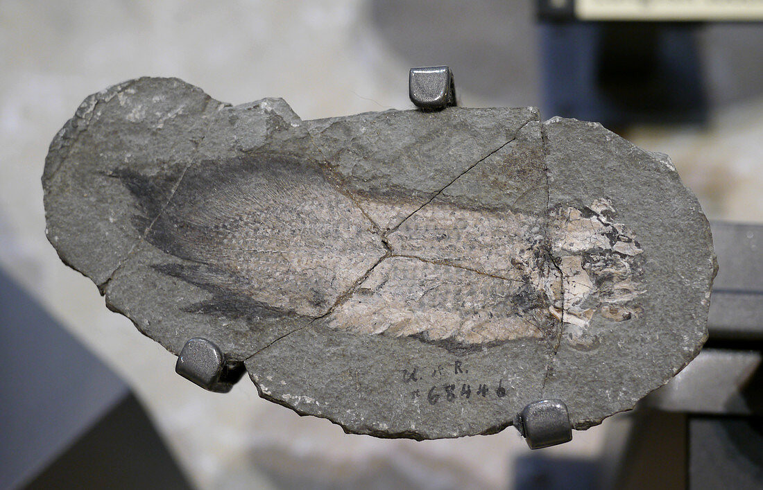 Devonian Lungfish Fossil