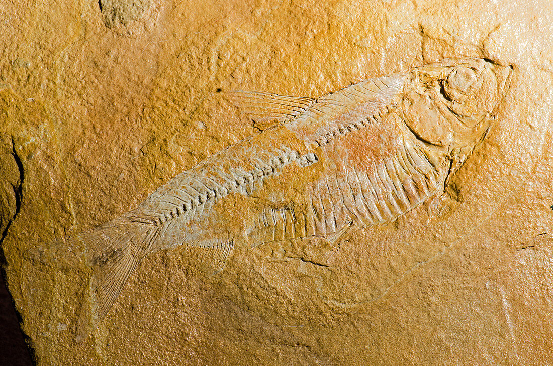 Fossil Fish