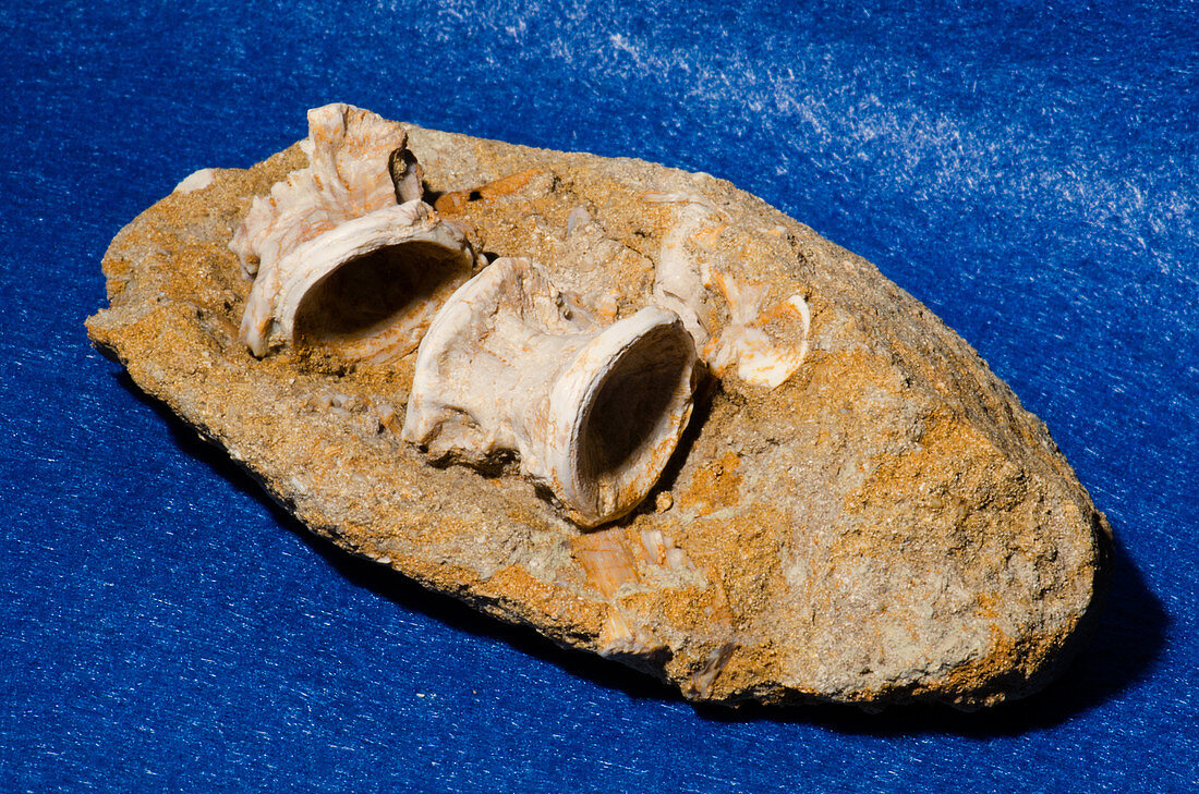 Fossil Fish Vertebrae in Rock
