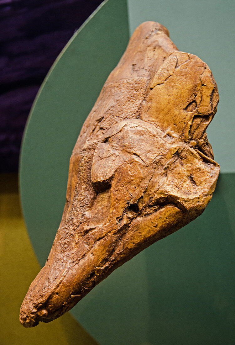 Coelacanth Skull Fossil