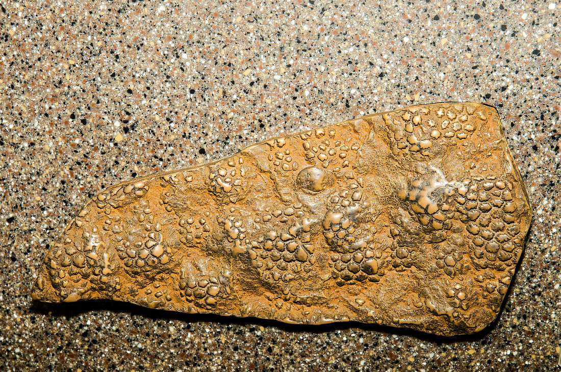 Hadrosaur Dinosaur Skin Fossil