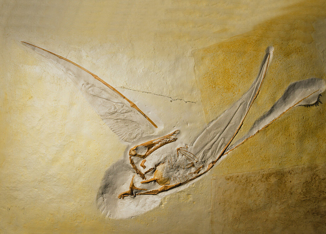 Rhamphorhynchus Pterosaur Fossil