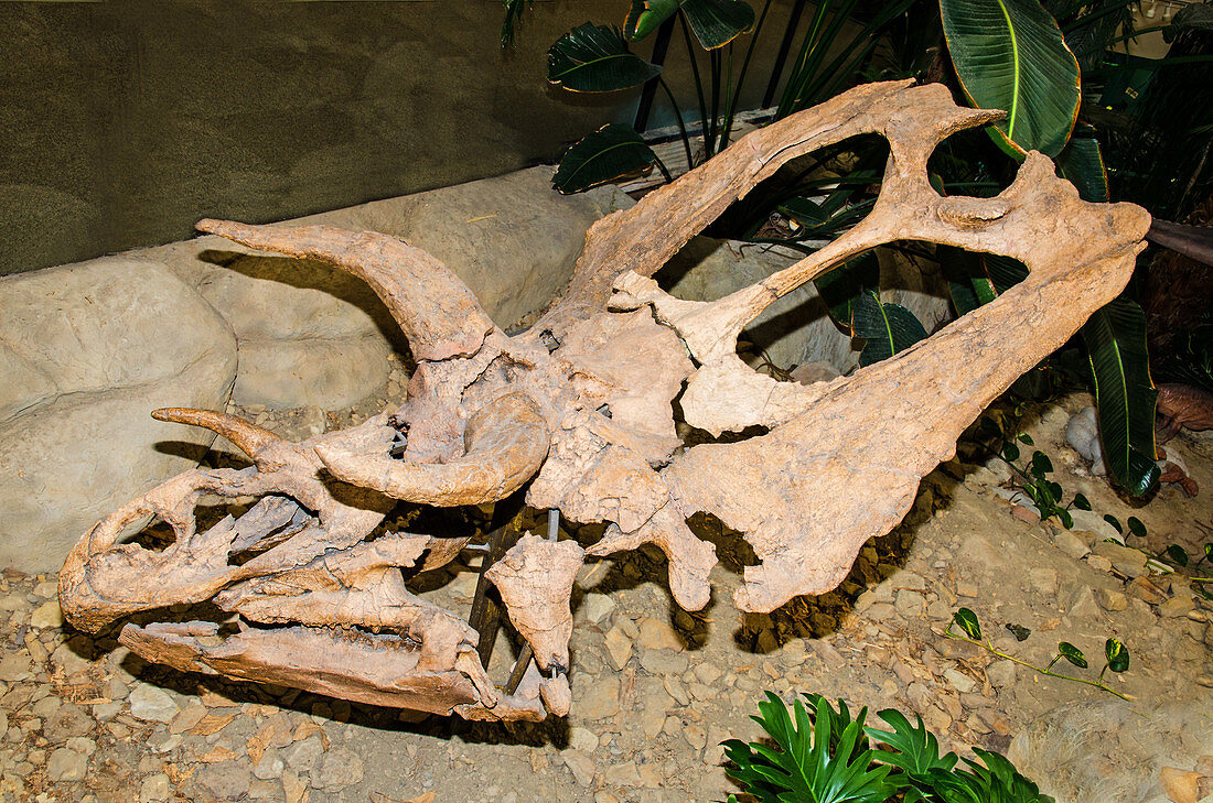 Pentaceratops Dinosaur Skull Fossil