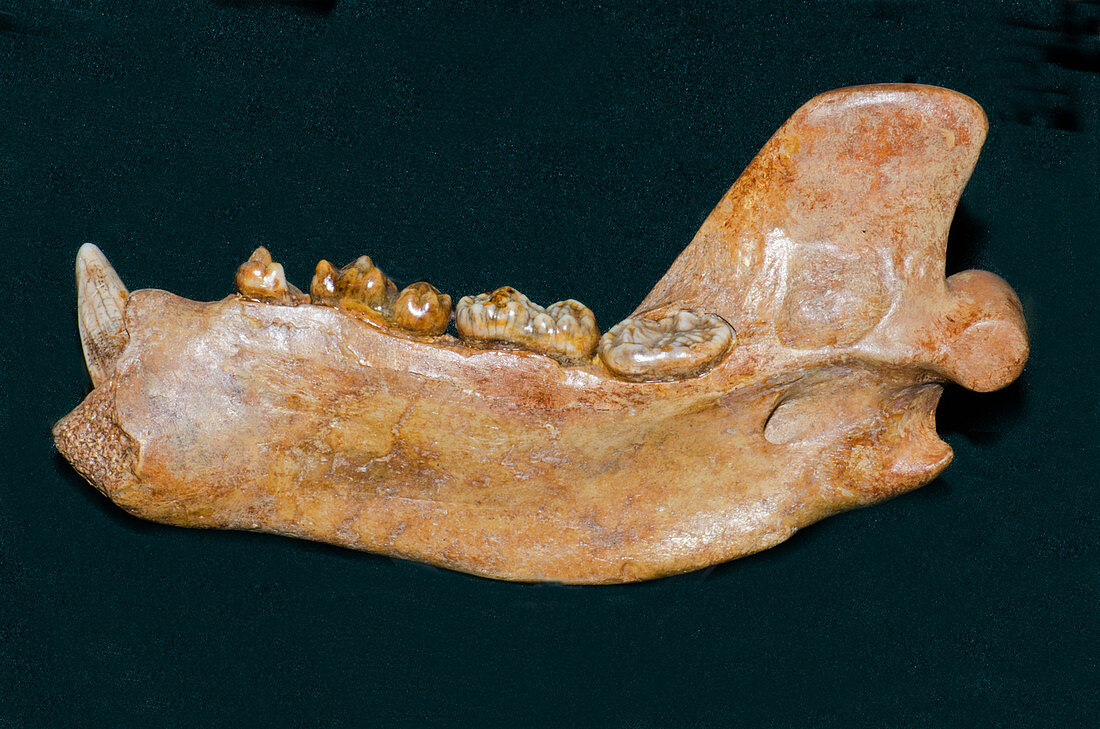 Cave Bear Lower Jaw Fossil