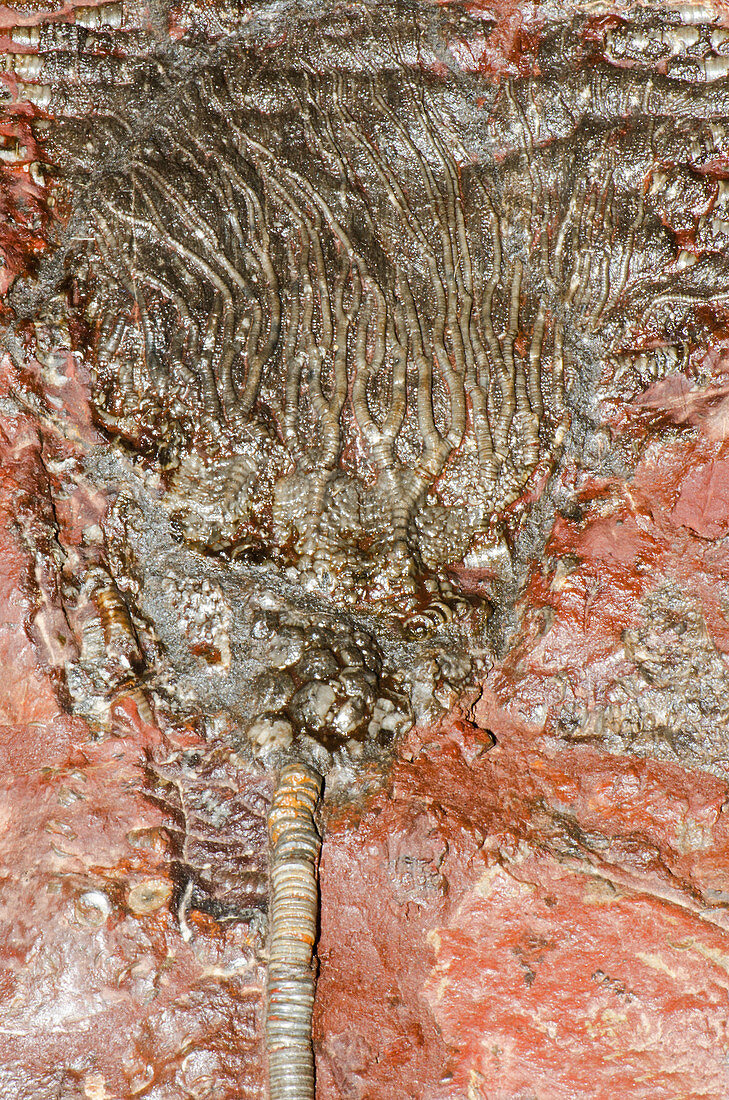 Crinoid Sea Lily Fossil