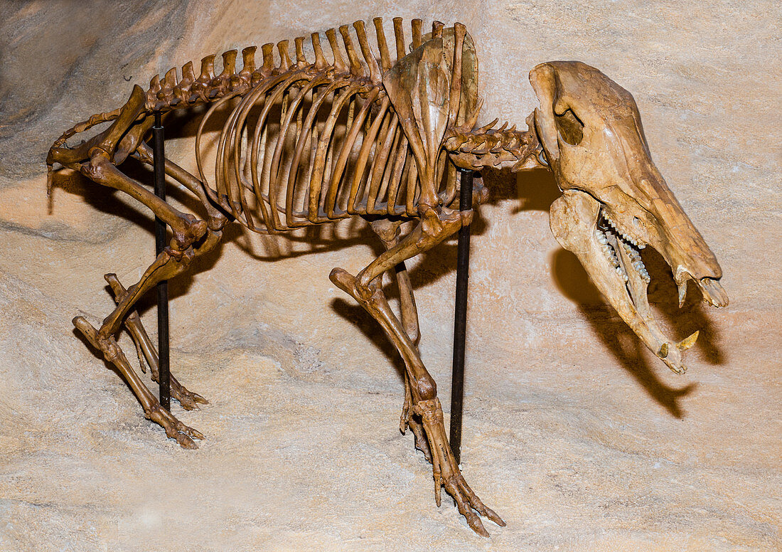 Long-nosed Peccary Fossil