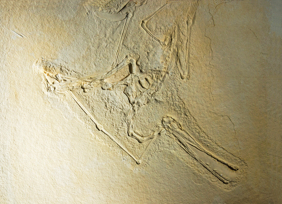 Fossil Rhamphorhynchus Fossil