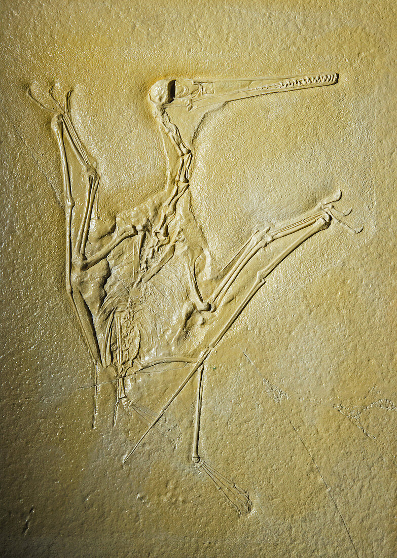 Pterosaur Fossil