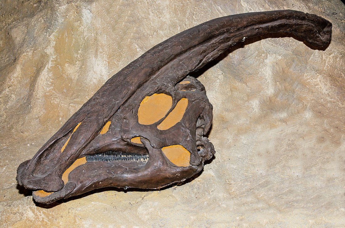 Hadrosaur Dinosaur Skull