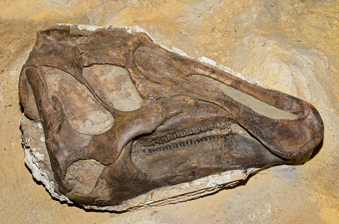 Prosaurolophus Dinosaur Skull