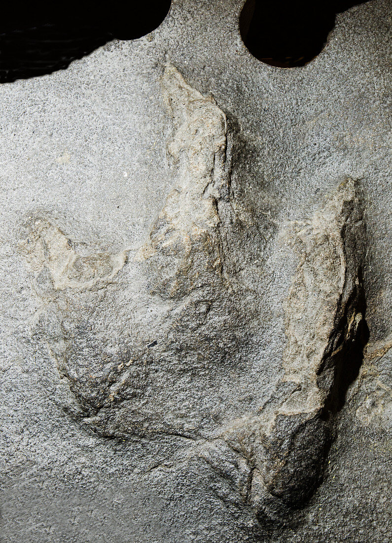 Theropod Dinosaur Footprint