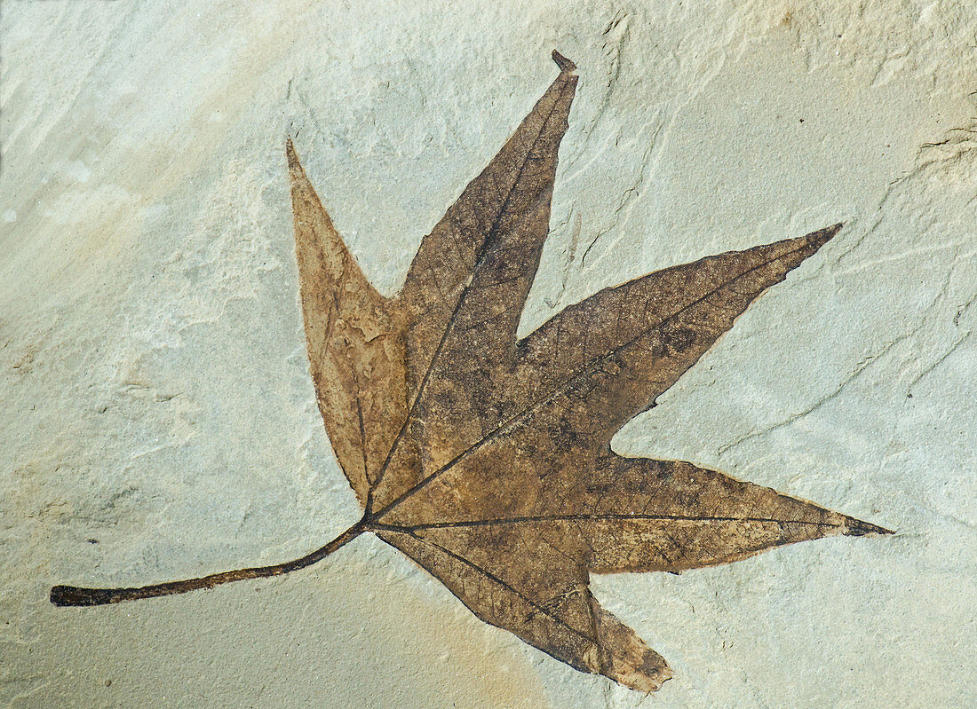 Sweet Gum Leaf Fossil