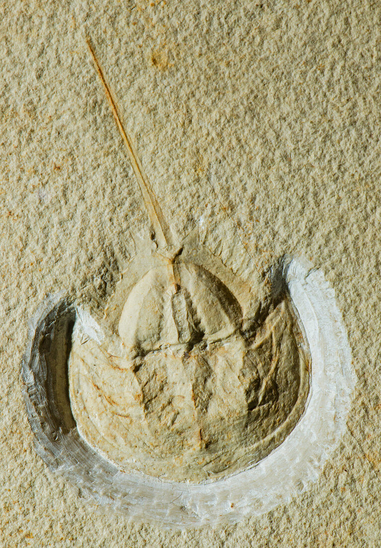 Horseshoe Crab Fossil