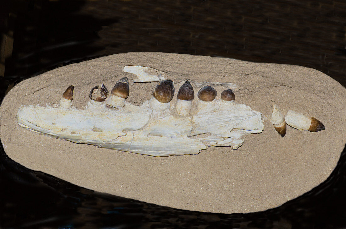 Globiden Mosasaur Mandible and Teeth