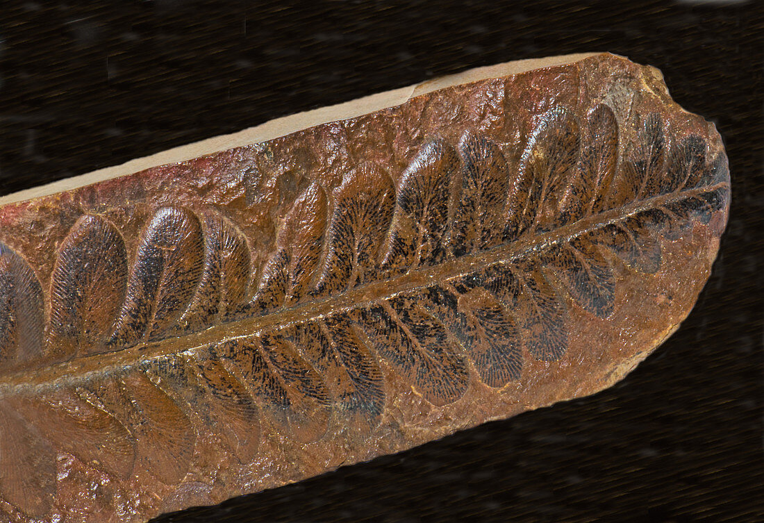 Fern Leaf Fossil