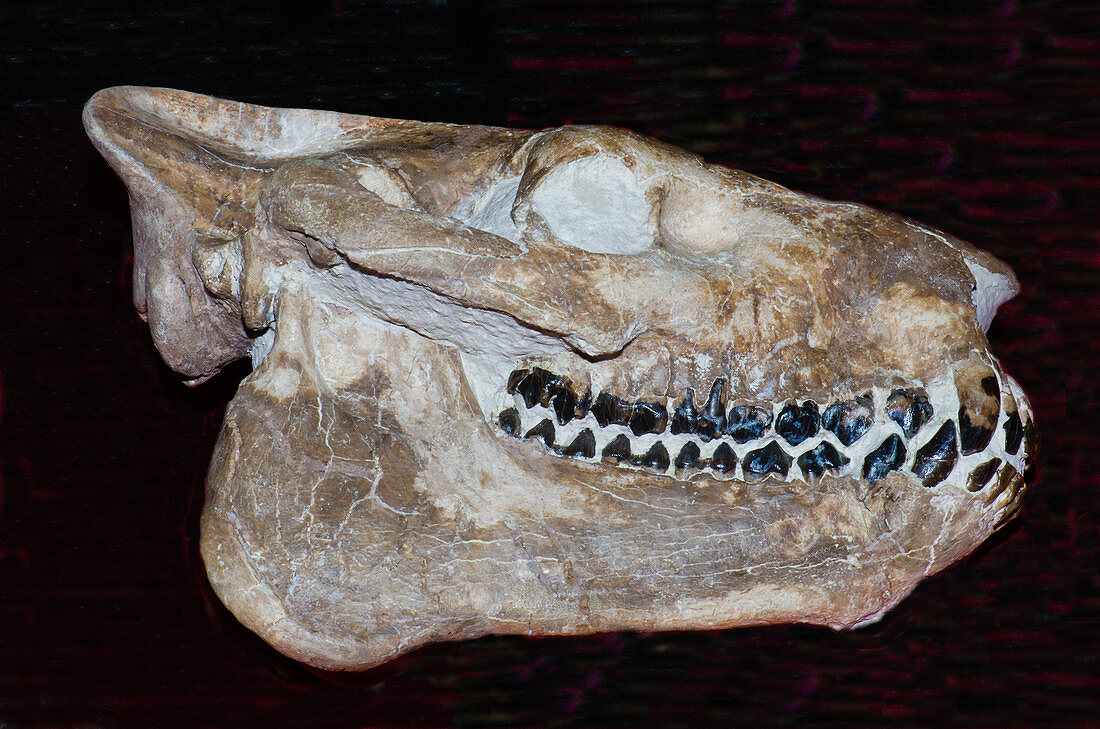 Oreodont Skull Fossil