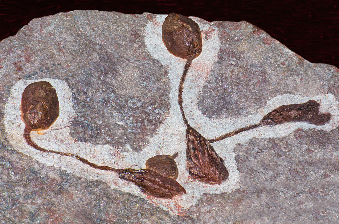 Floater Ball Crinoid Fossil