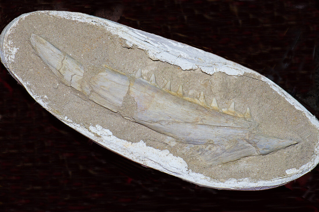 Icthyodectes Fish Lower Mandible Fossil