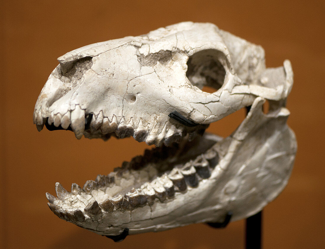 Fossil Skull of an Oreodont