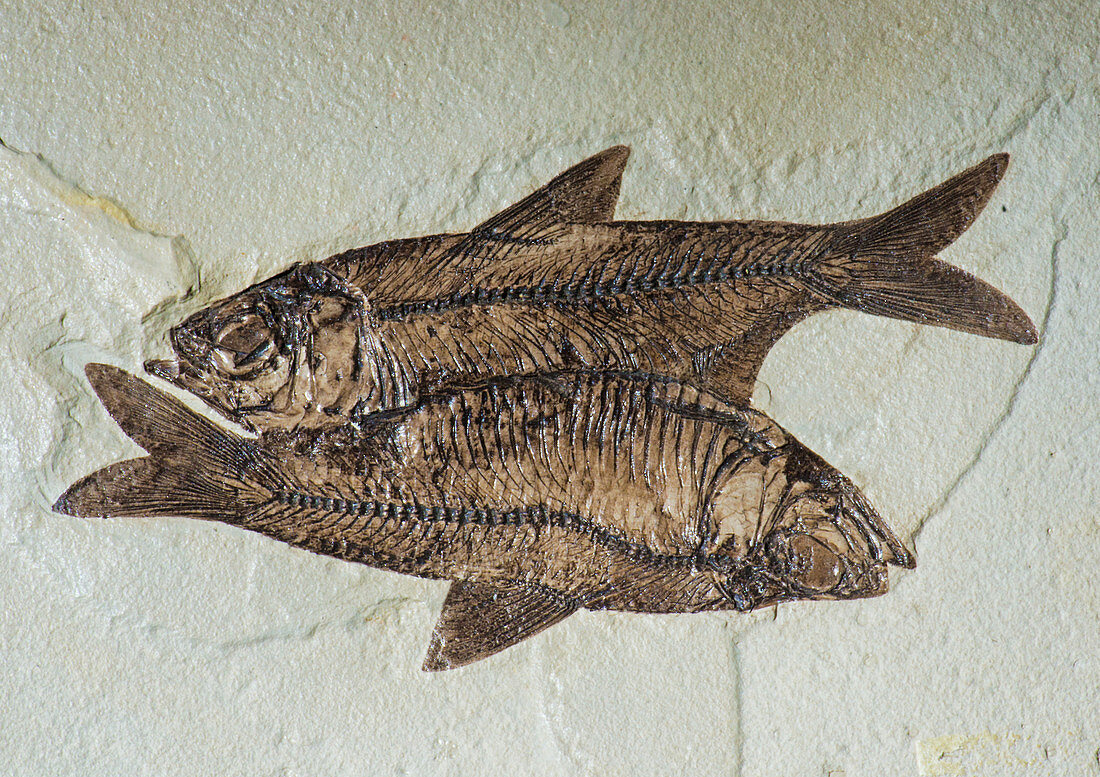 Fishes Fossil