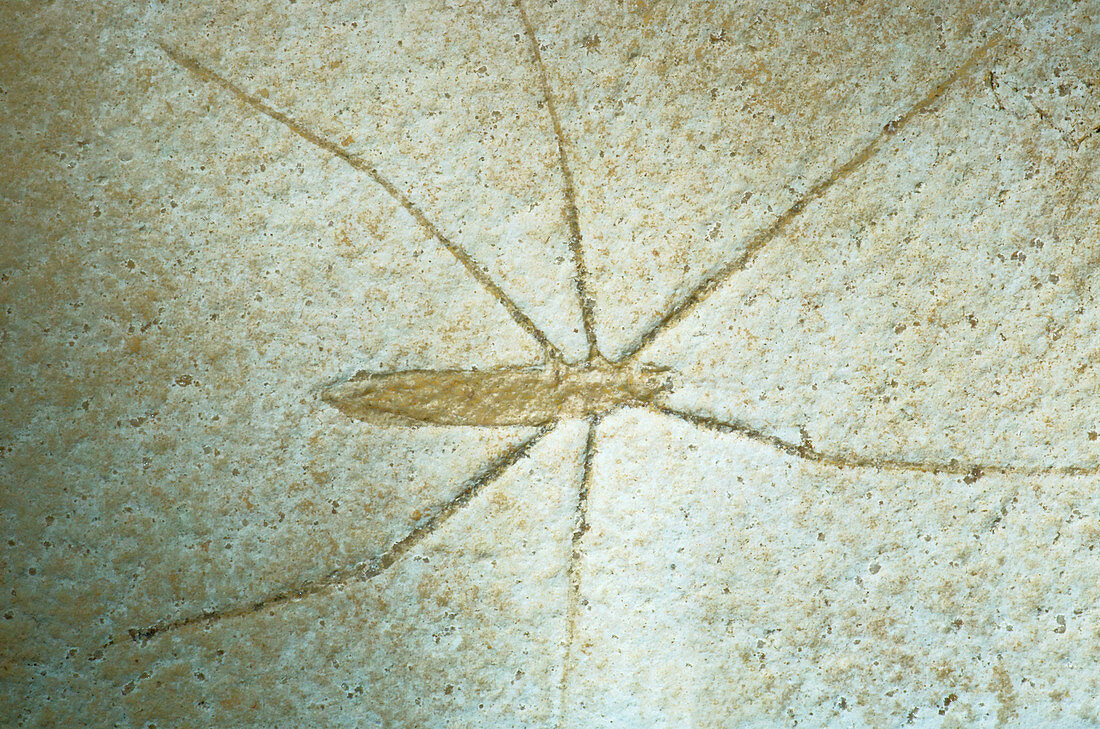 Water Skater Insect Fossil