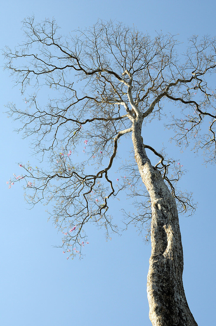 Lagerstroemia Tree