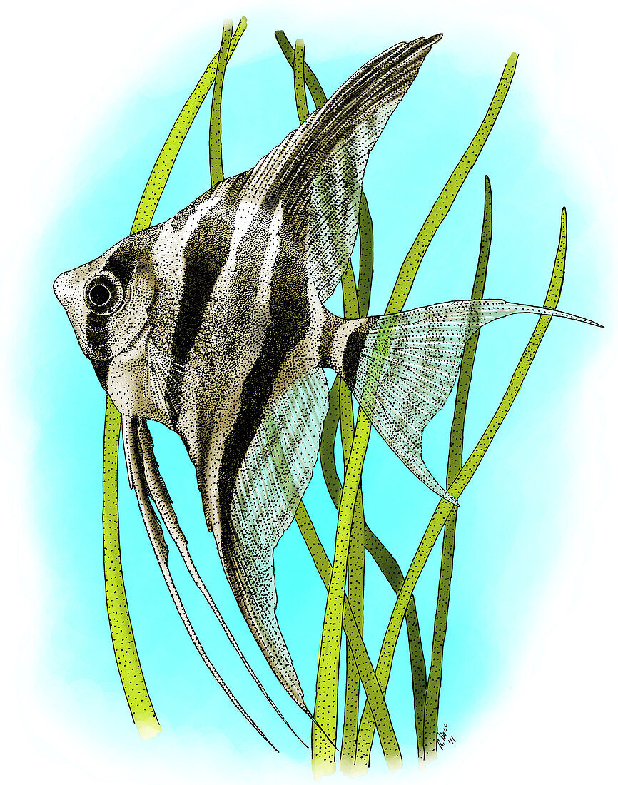 Altum Angelfish
