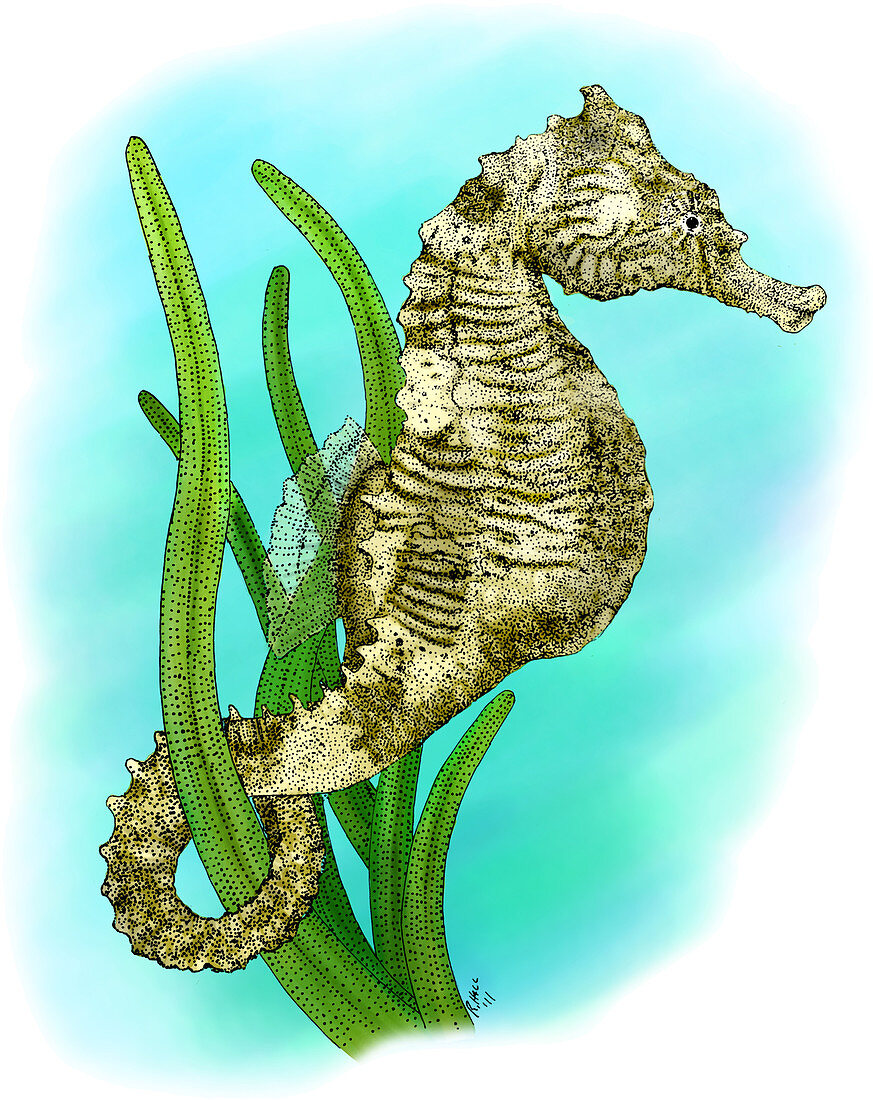 Dwarf Seahorse
