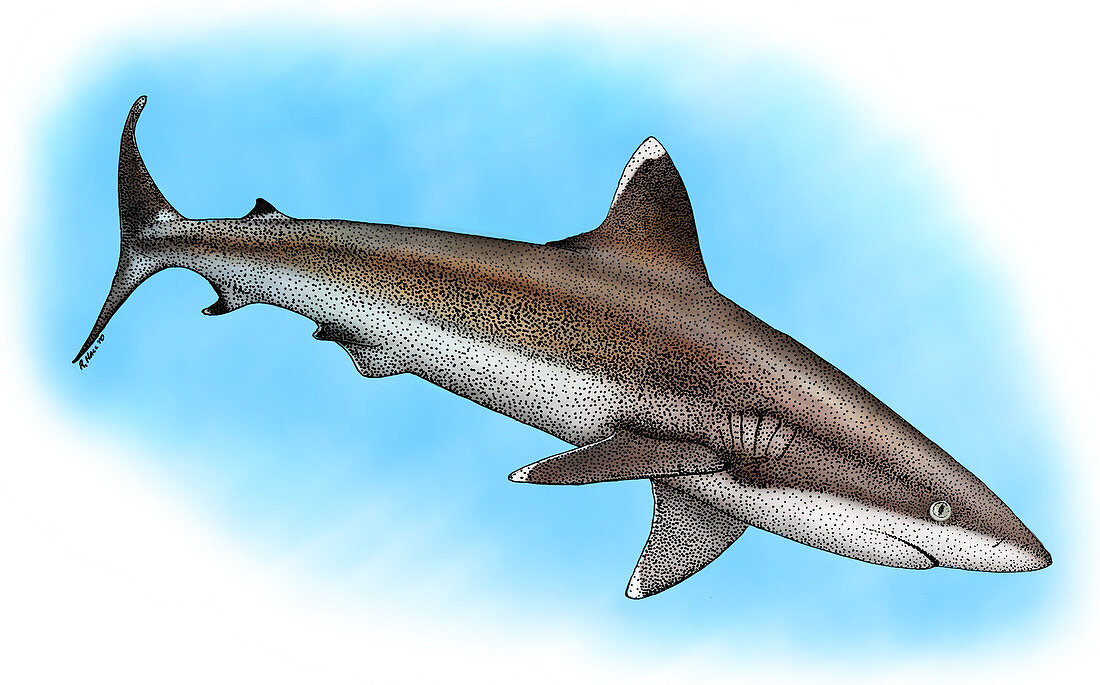 Silvertip Reef Shark