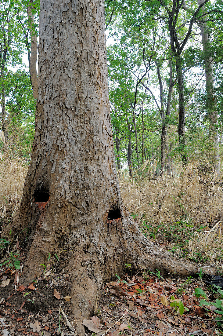 Endangered Tree Tapped for Resin