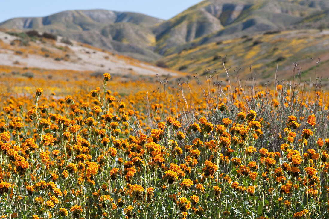 Douglas' Fiddleneck