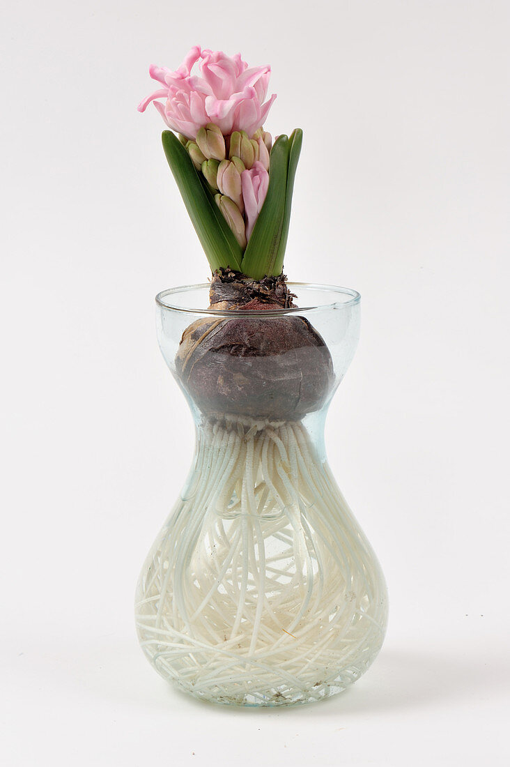 Forcing Hyacinth Bulb