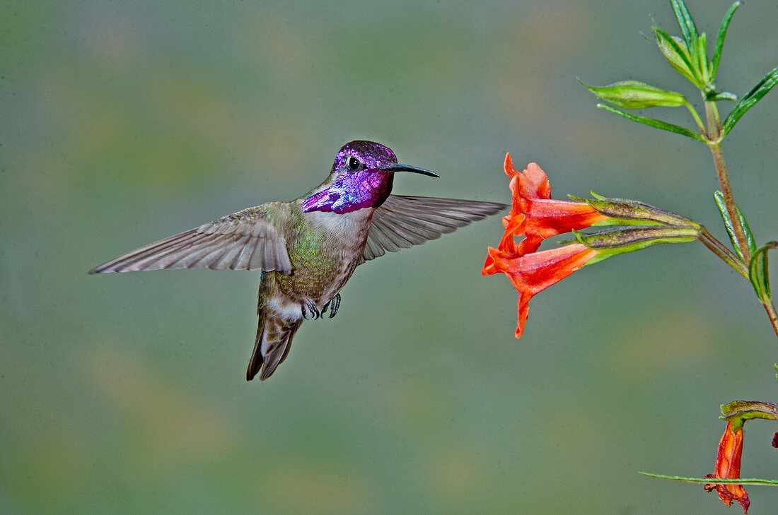 Costa's Hummingbird at flower