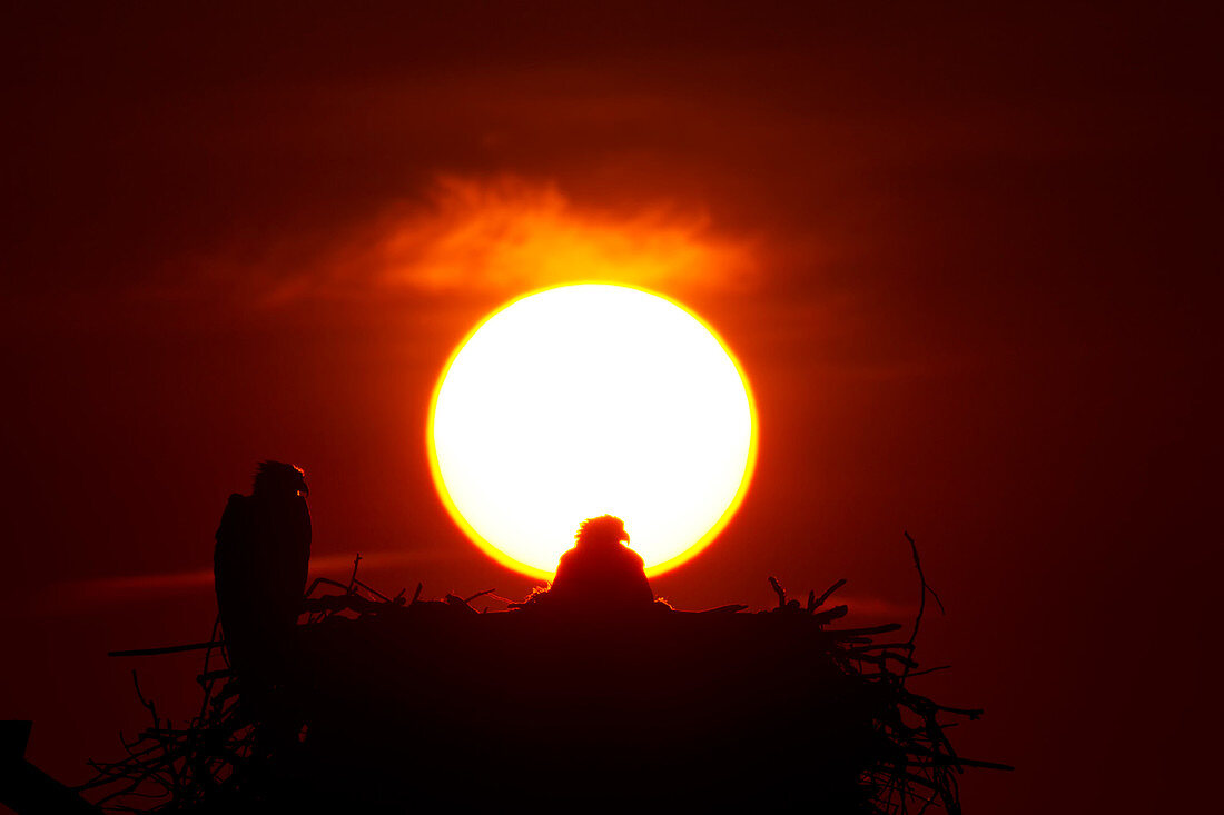 Osprey at Sunrise