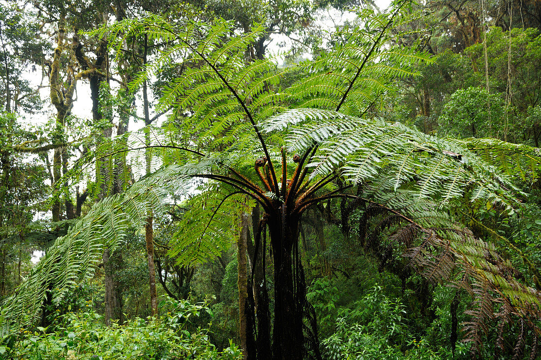 Tree fern in cloudforest