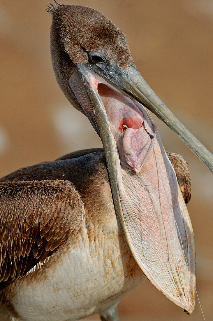 Pelican with Hook
