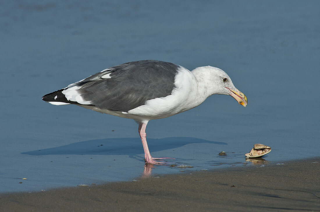 Western Gull eating clam