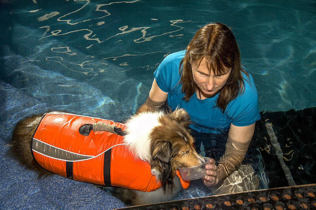 Veterinary Tech Exercises Dog in Pool