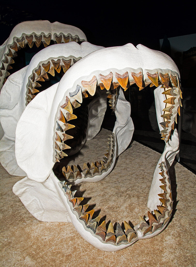 Megalodon Jaws Models