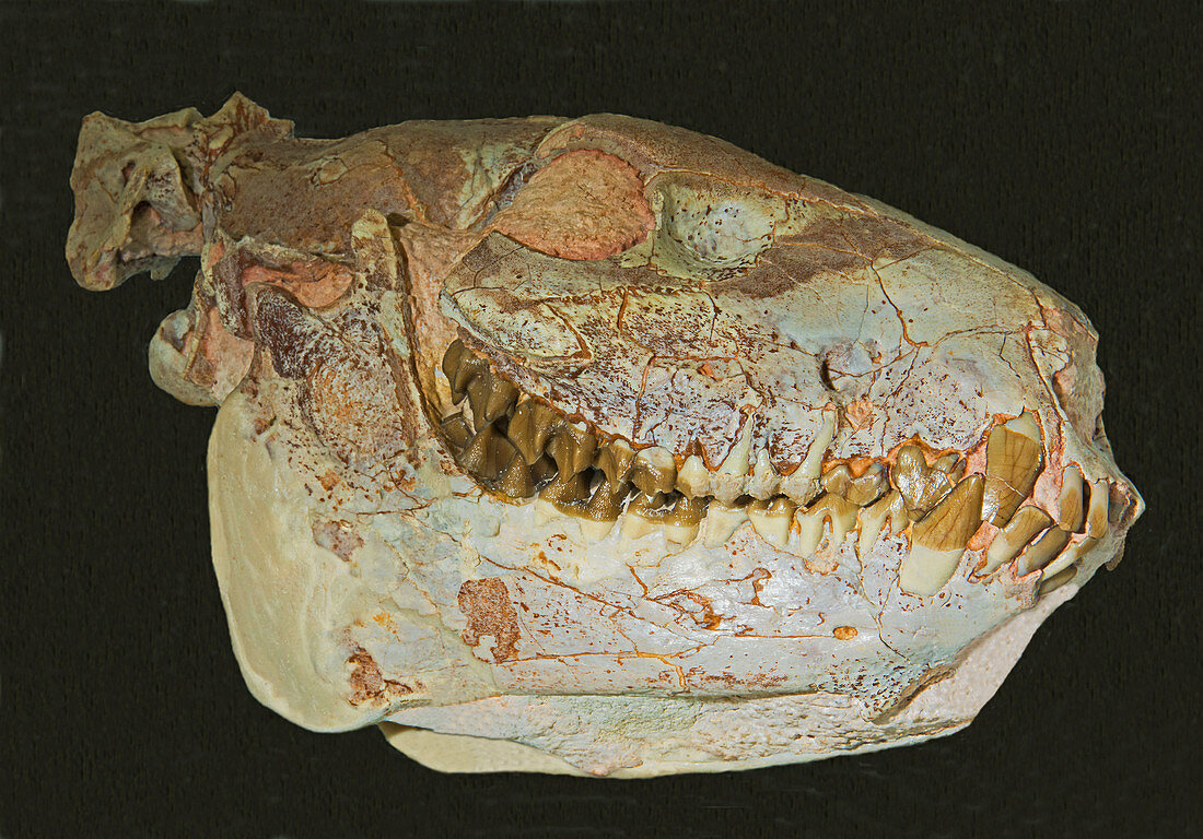Oreodont Skull Fossil