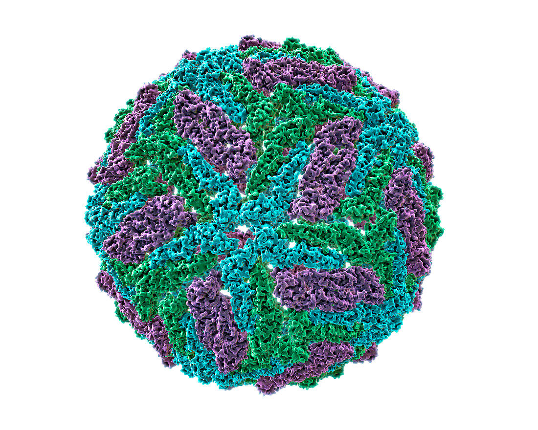 Zika virus,molecular model