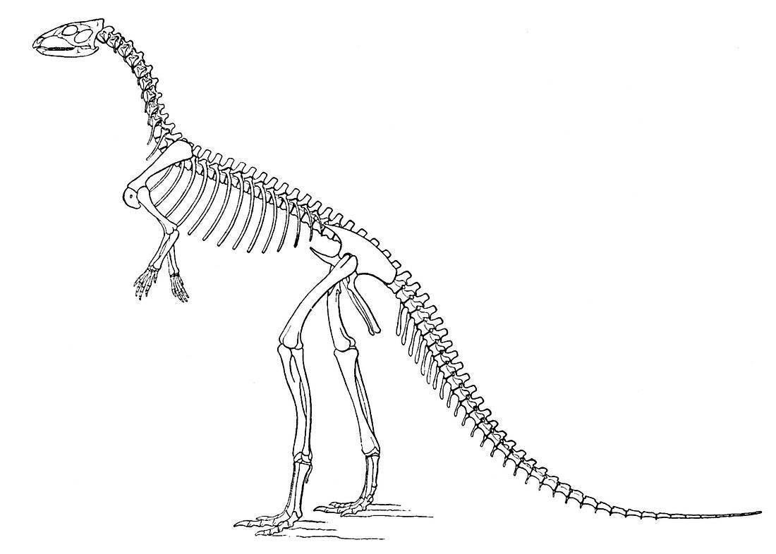 Othnielosaurus AKA Laosaurus consors