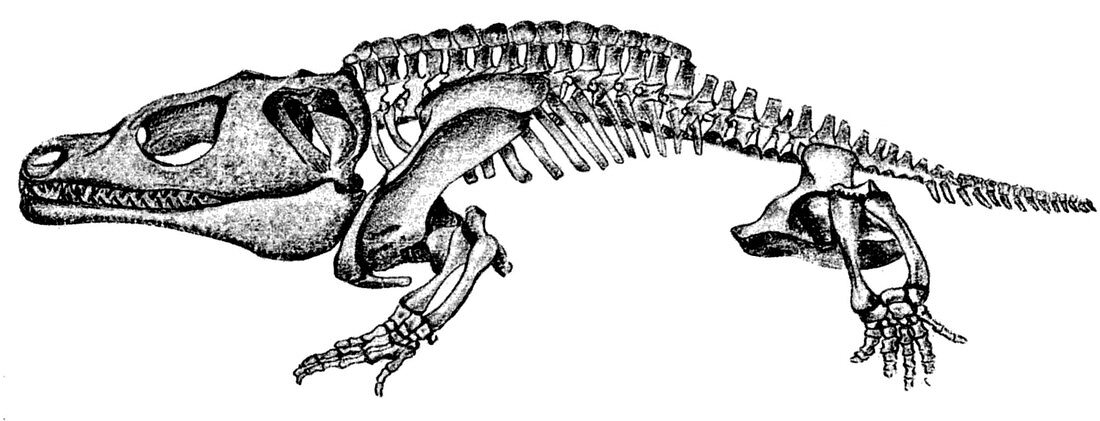 Eryops,Primitive Amphibian