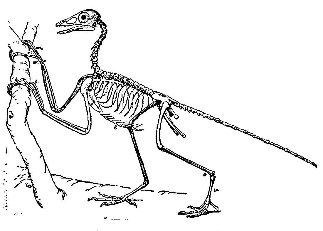 Archaeopteryx,Theropod Dinosaur