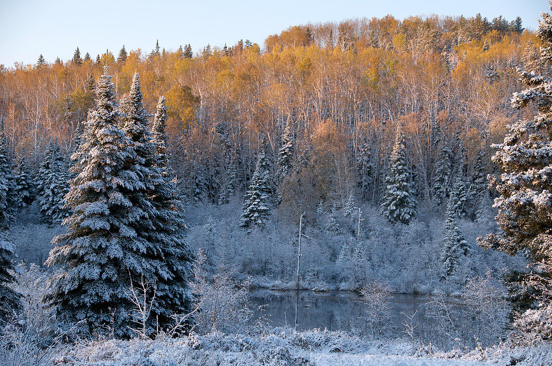 Aspen and Spruce in Snow