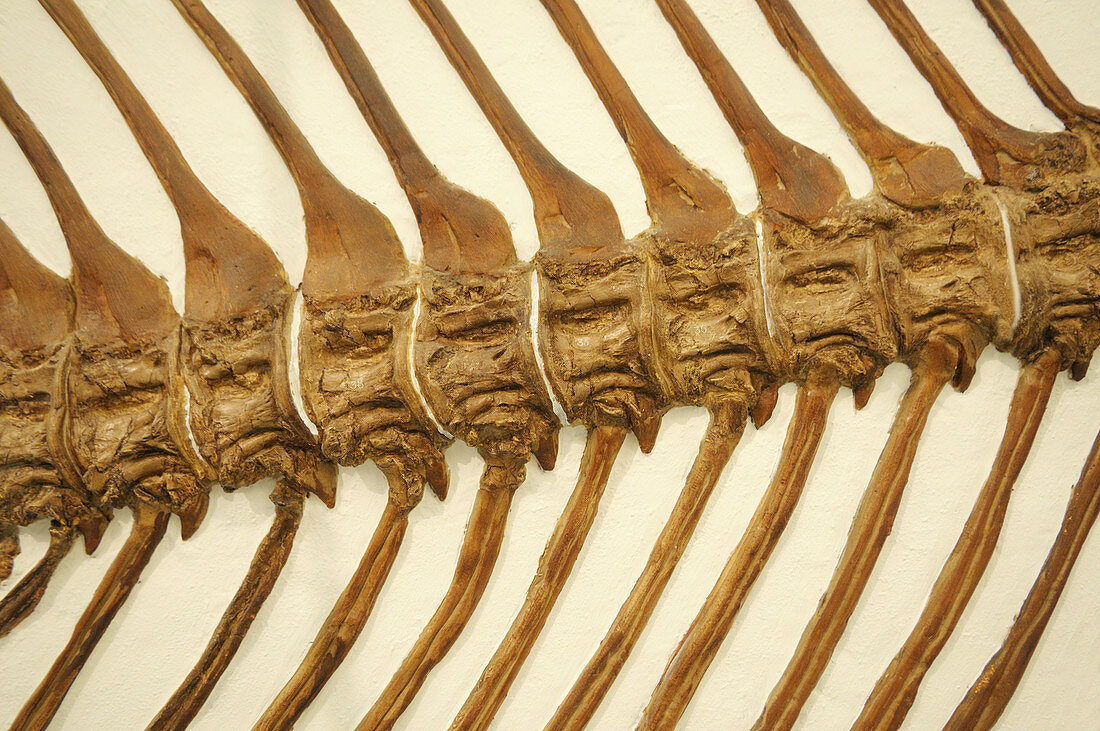 Fossil Fish backbone