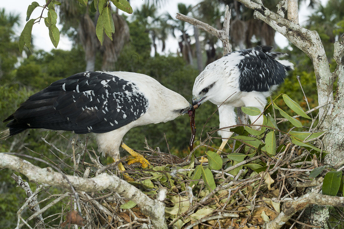 White Hawk Pair at nest