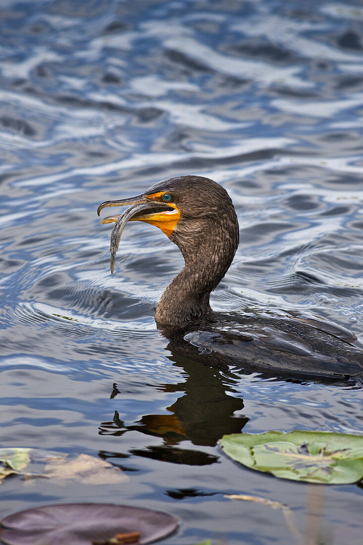 Cormorant eats catfish